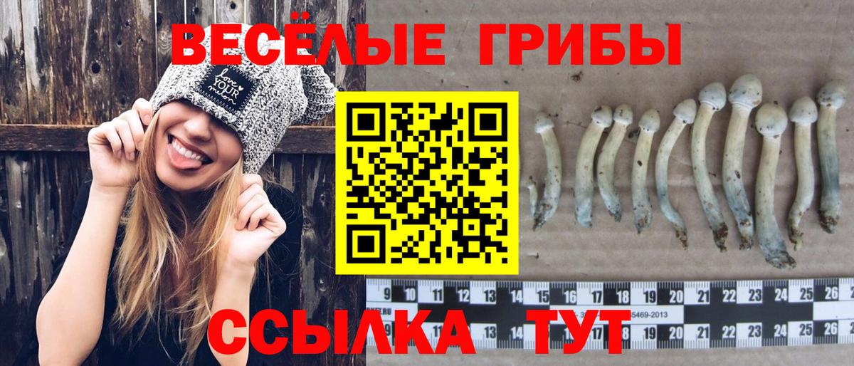 Галлюциногенные грибы прущие грибы  Псилоцибиновые грибы Cubensis  Обь  Вход с VPN 